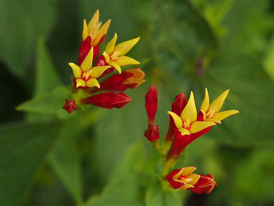 View of flowers from above