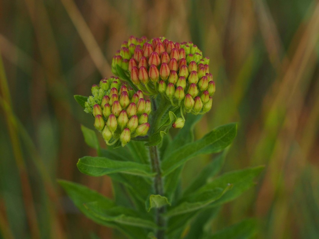 Close look at buds