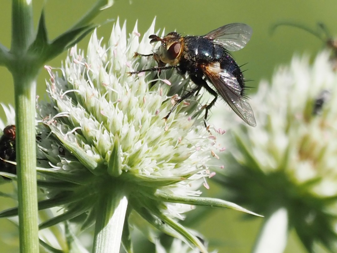 Genus Archytas (family Tachinidae)