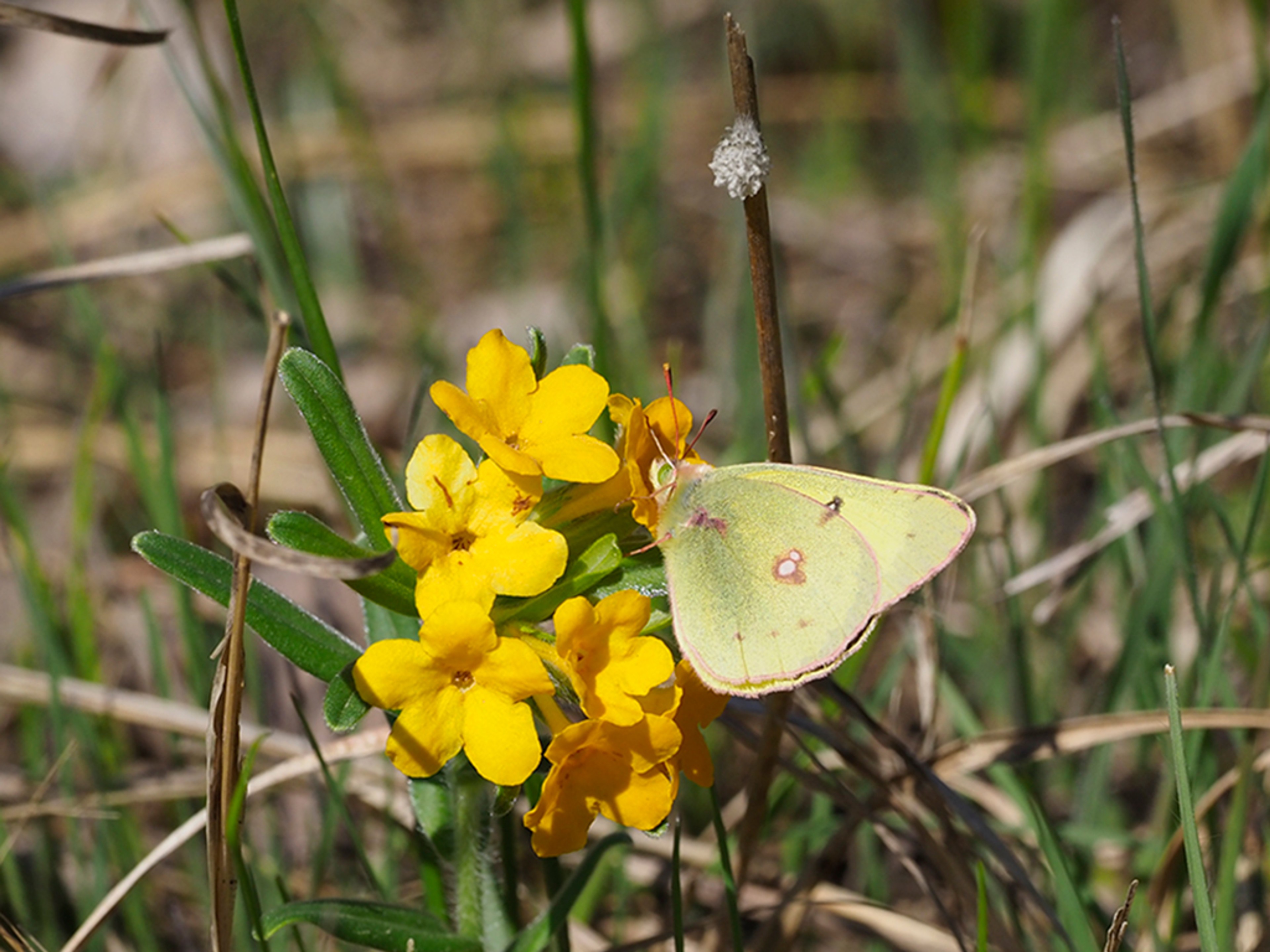 Clouded sulfur butterfly