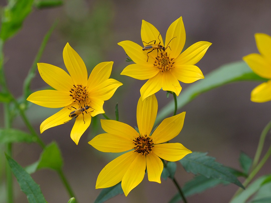 Soldier beetles, Bidens aristosa