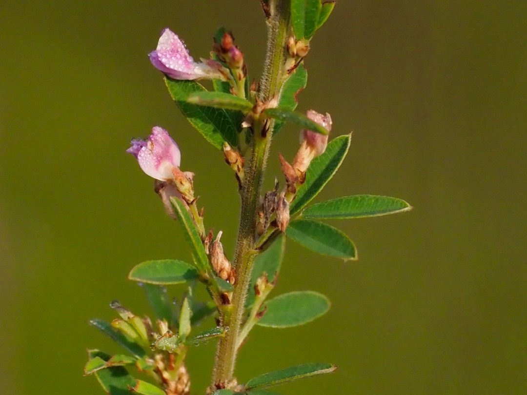 Leaves and stem