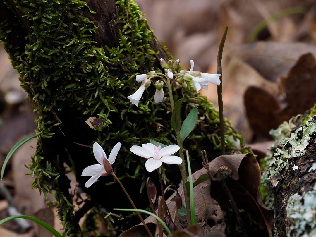Claytonia virginica