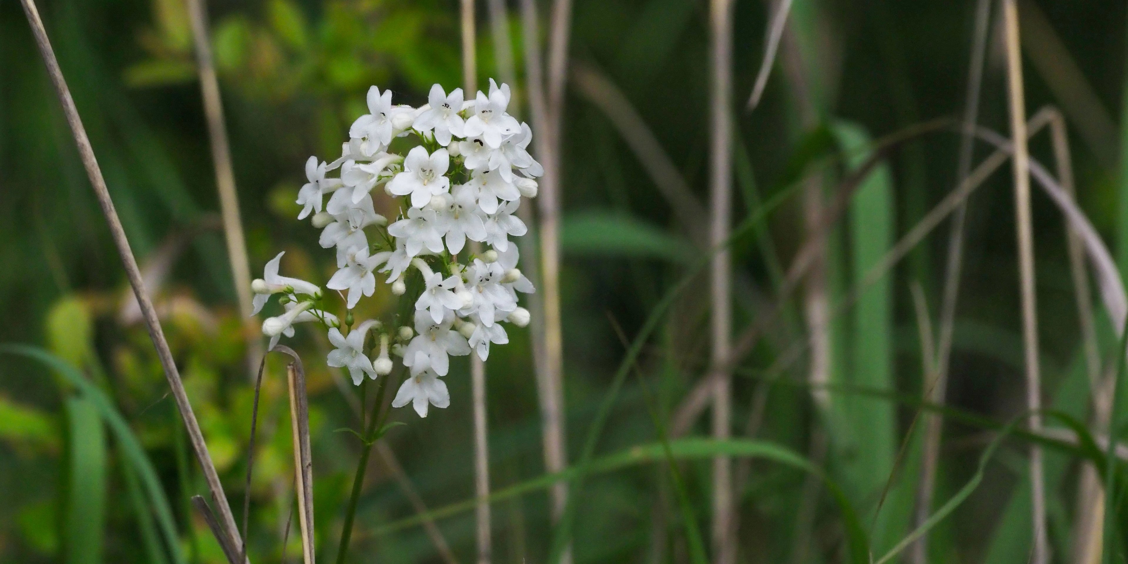 Penstemon tubaeflorus bright white flowers 