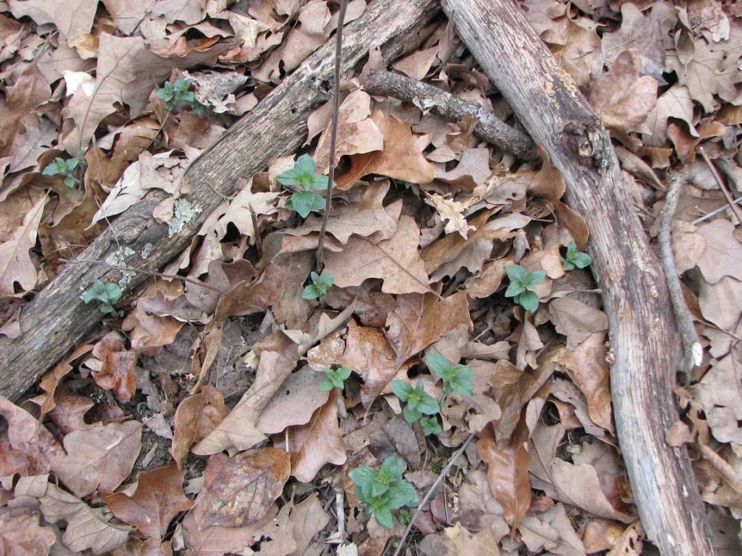 Emerging spring leaves 