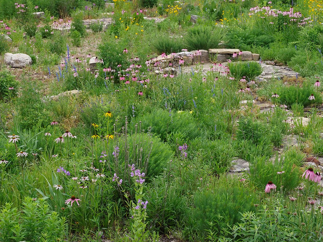 Echinacea simulata thriving in rocky glade habitat