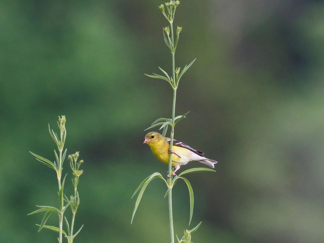 Goldfinch