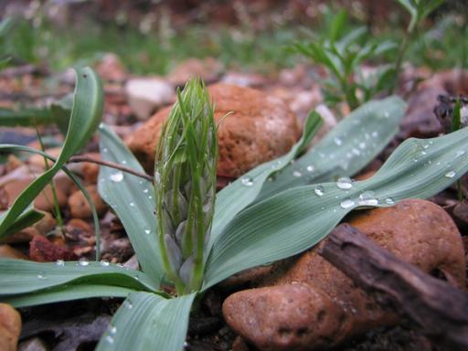 Buds and floppy leaves