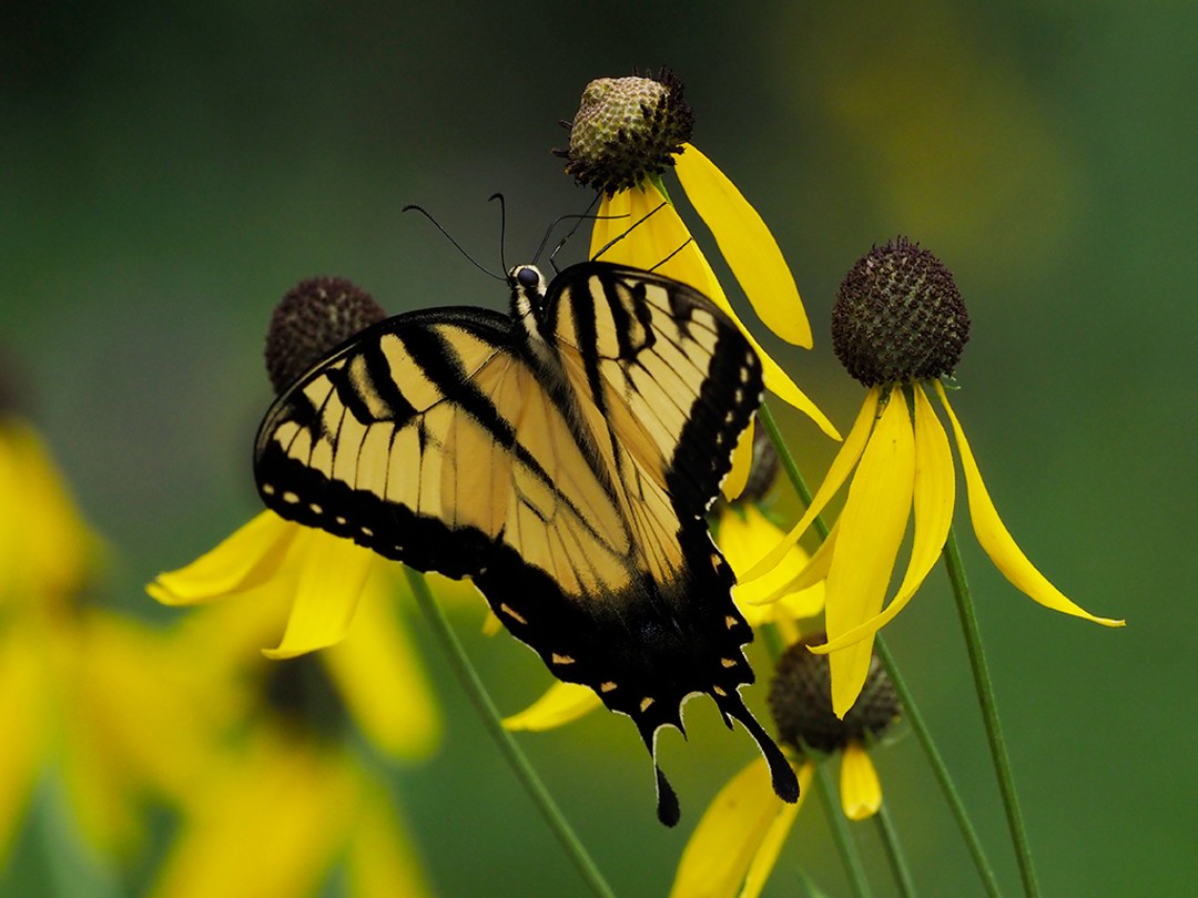 Eastern Tiger Swallowtail Butterfly