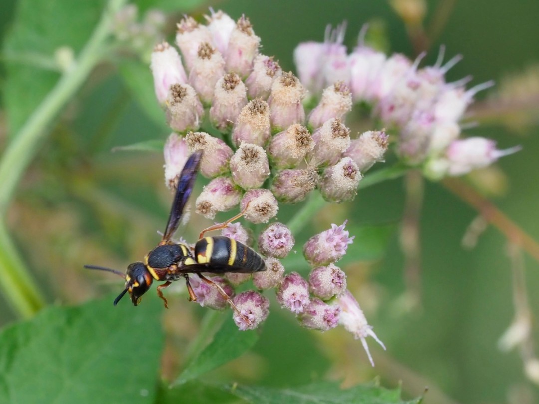 Genus Euodynerus