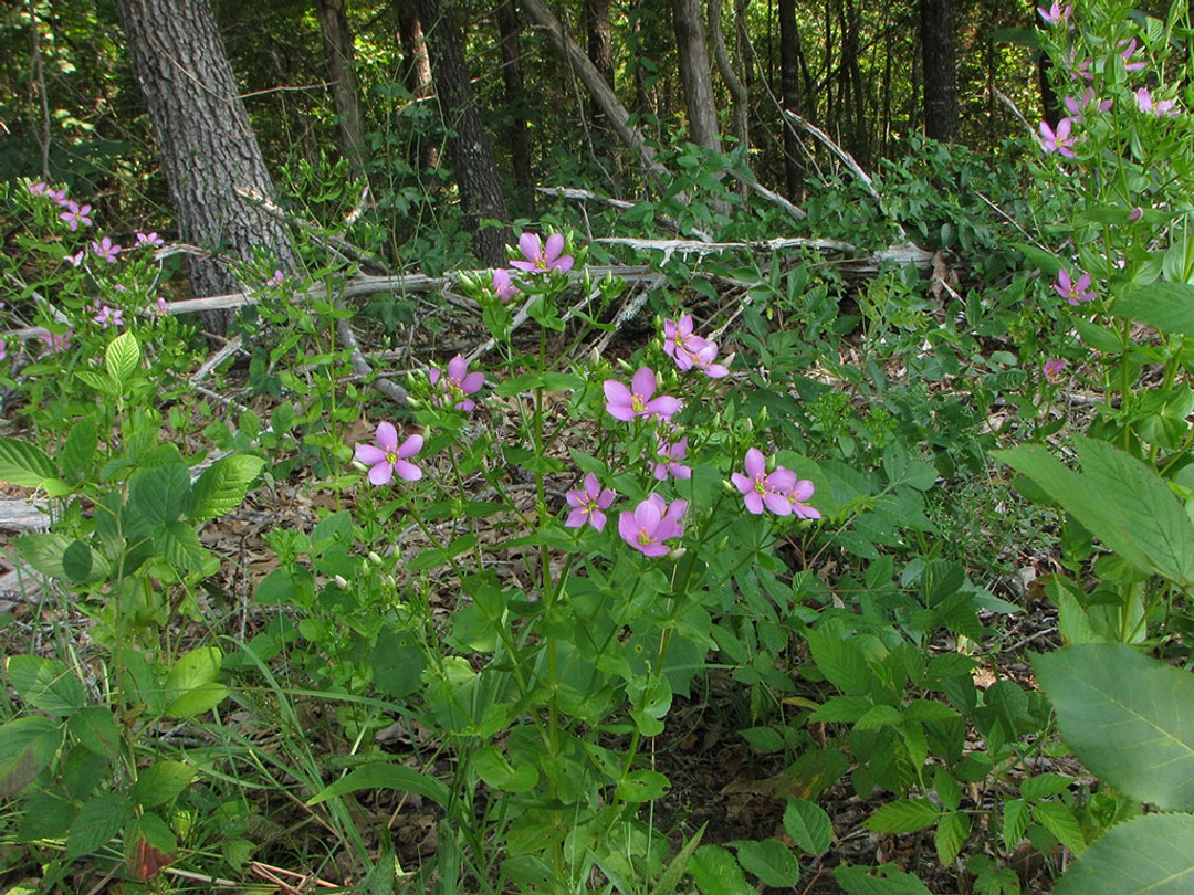 Woodland edge habitat