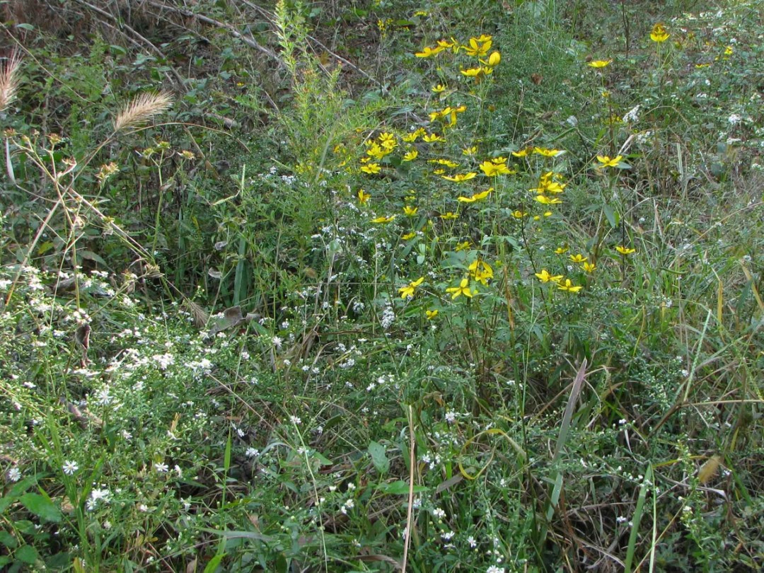Frostweed and Canada wild rye growing near Tall corepsis