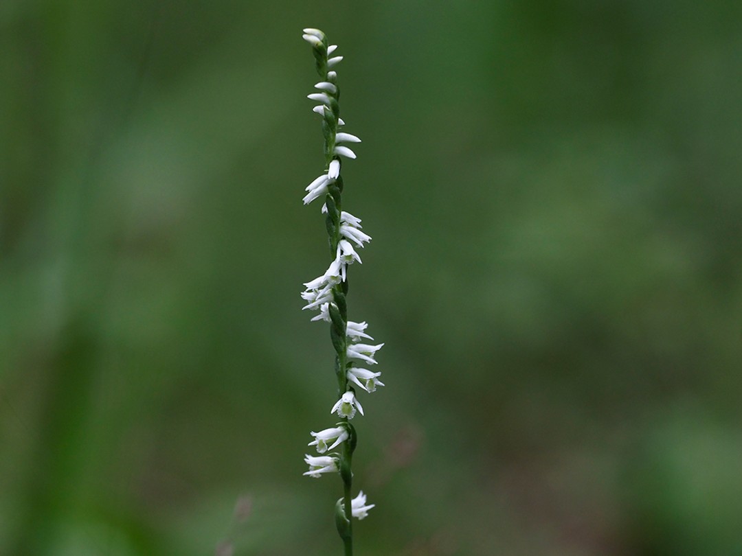 Ladies Tresses (Spiranthes lacera)