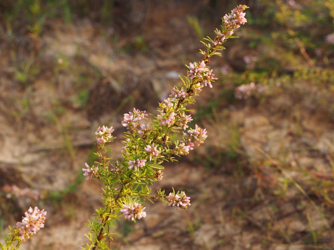 Thriving in poor soil