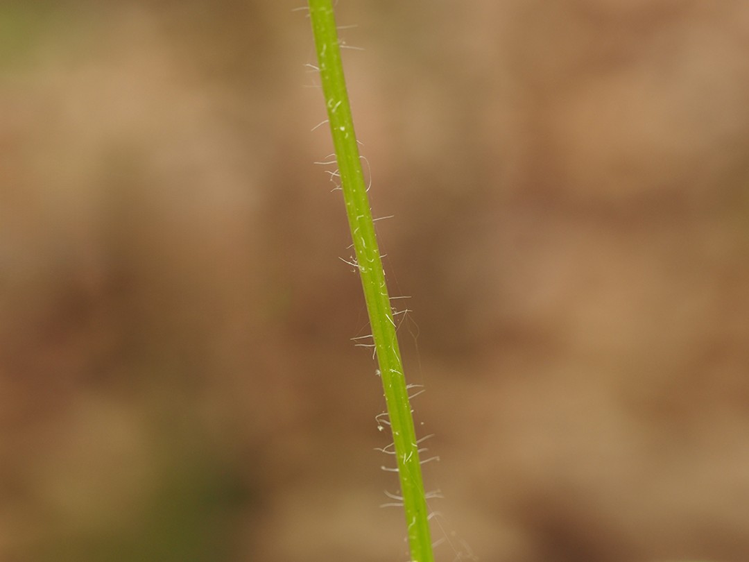 Hirsute stem