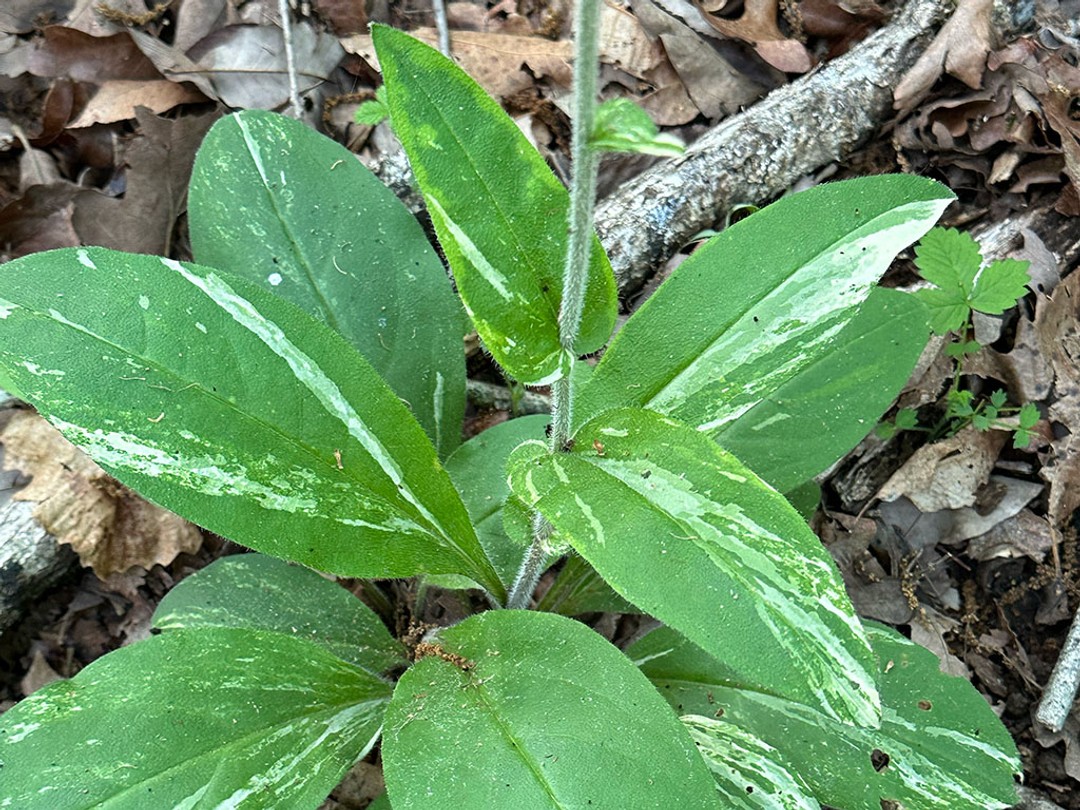 Uncommon variegated leaves
