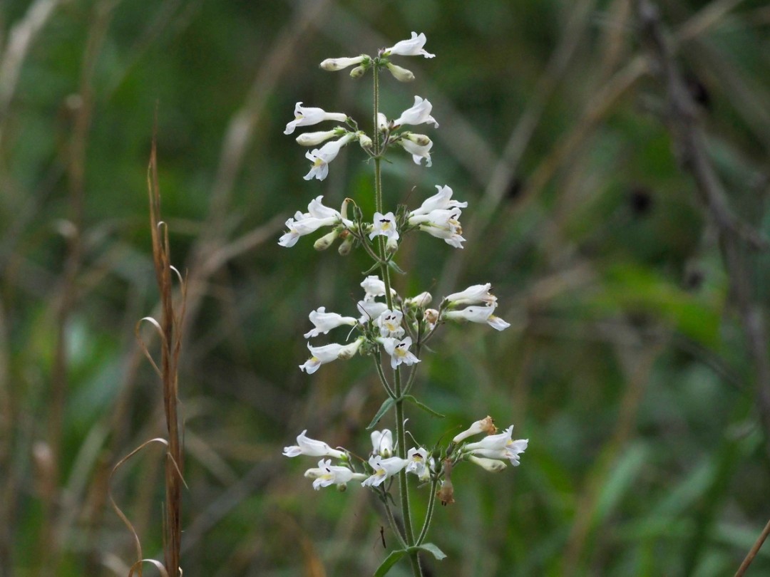 Panicles of flowers