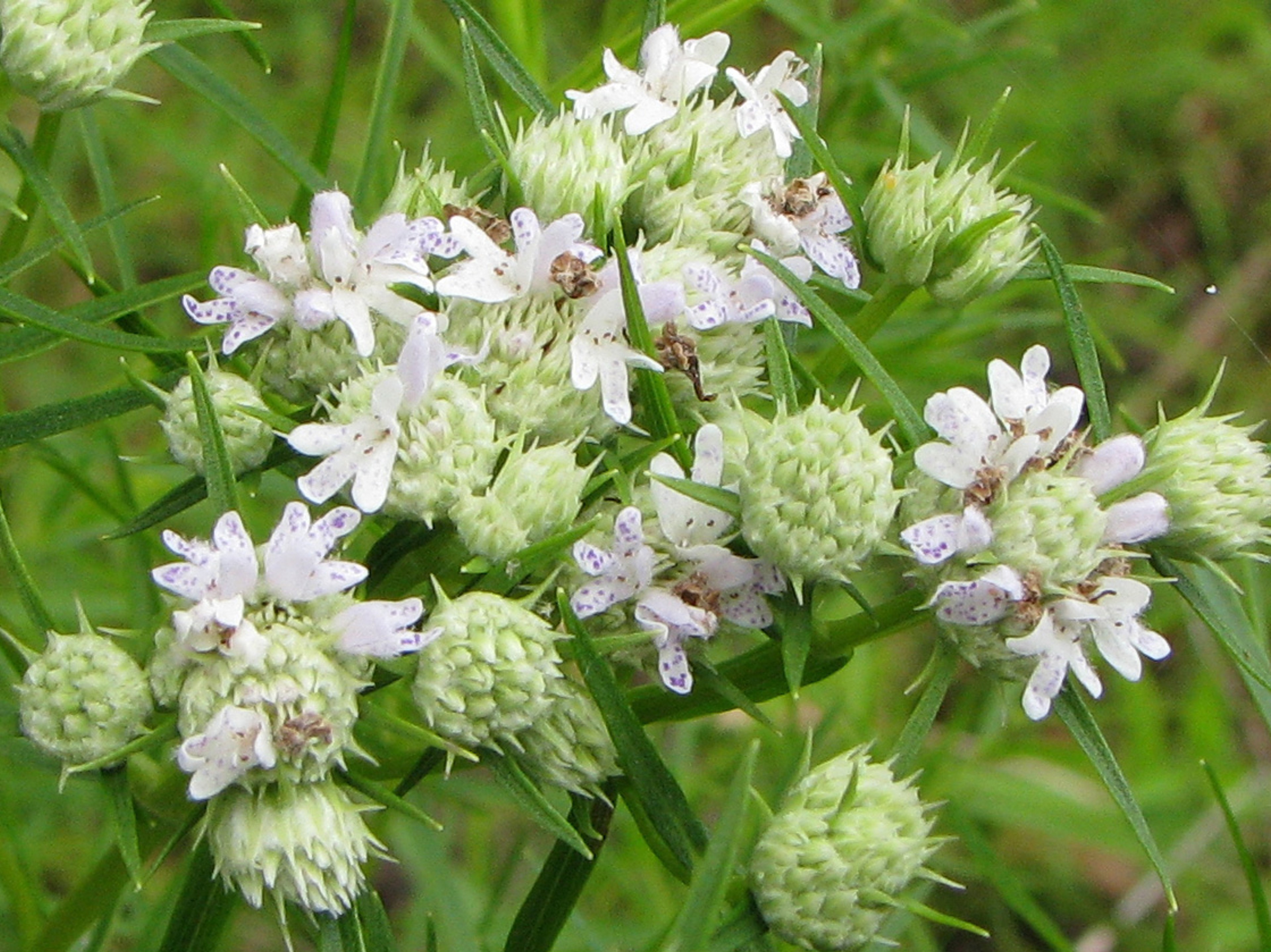 Buds and Flowers