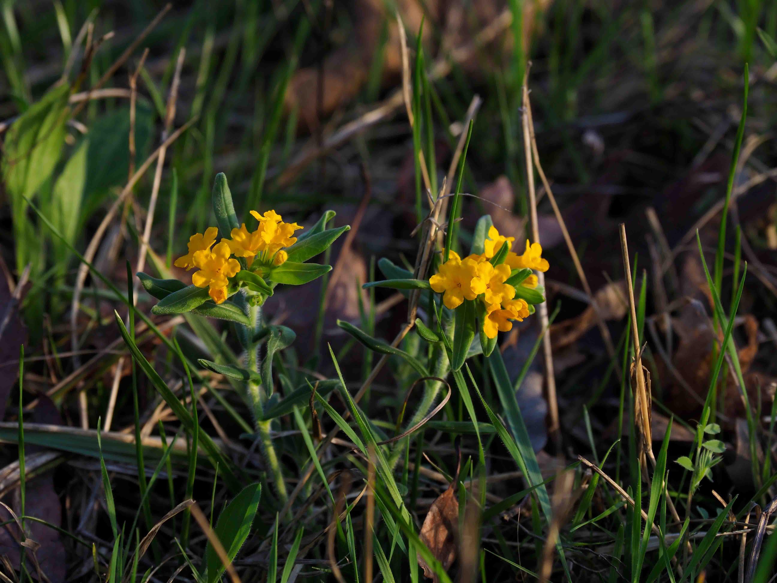 Grassy woodland edge