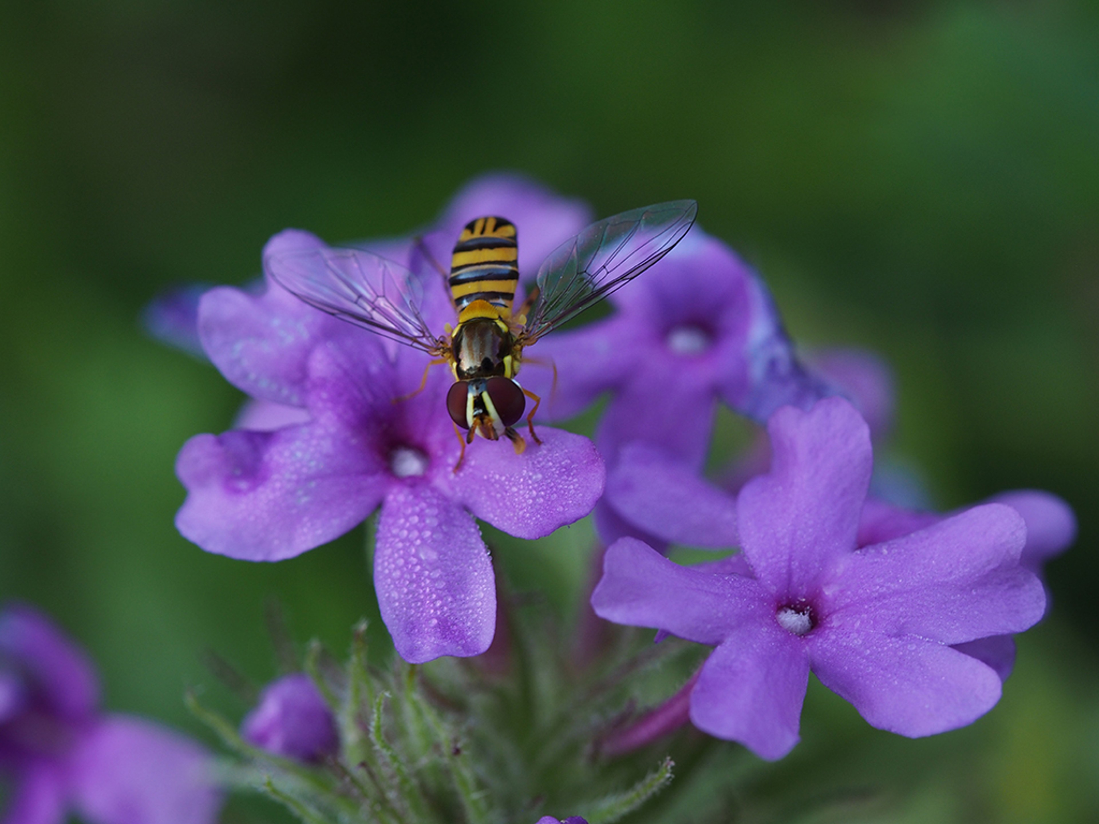 Syrphid fly (Oblique Streaktail)