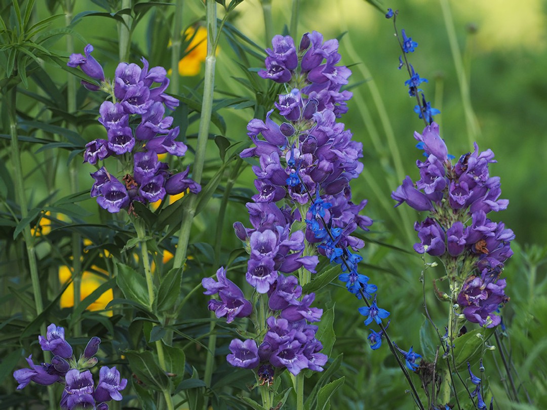 With Carolina larkspur