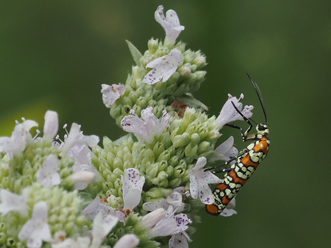 Ailanthus webworm moth