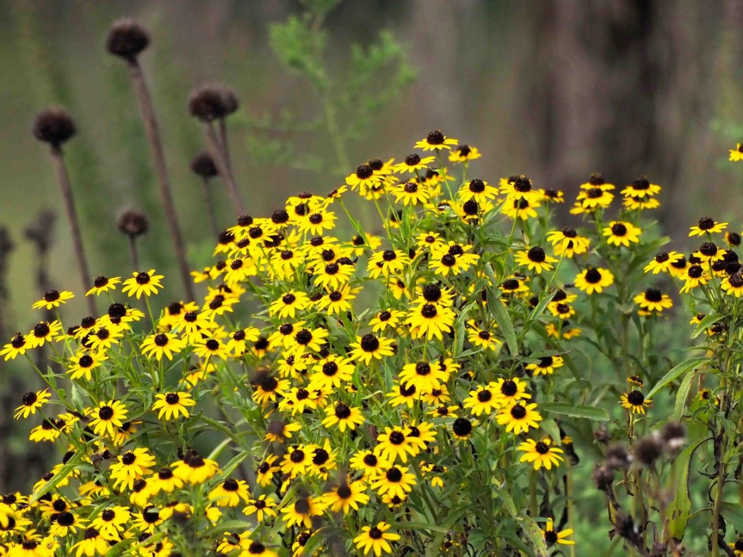 Prairie/grassland