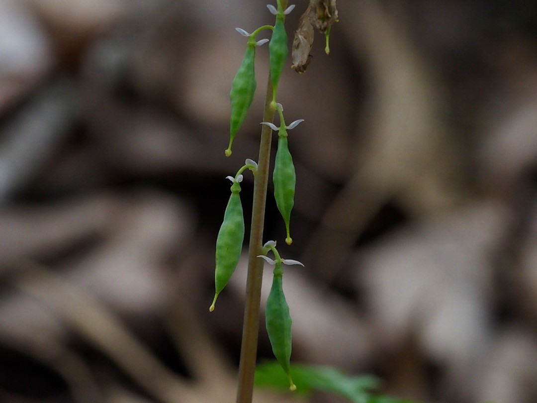 Ripening seed pods attached to the stem