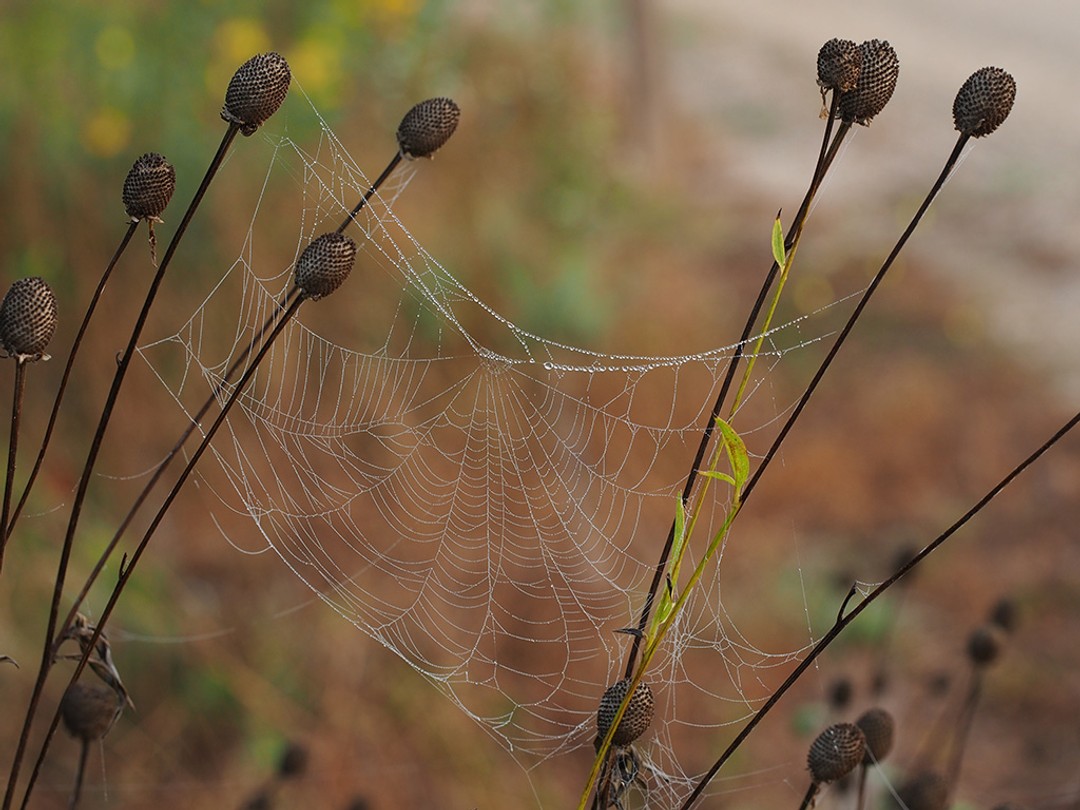 Unripe seed head