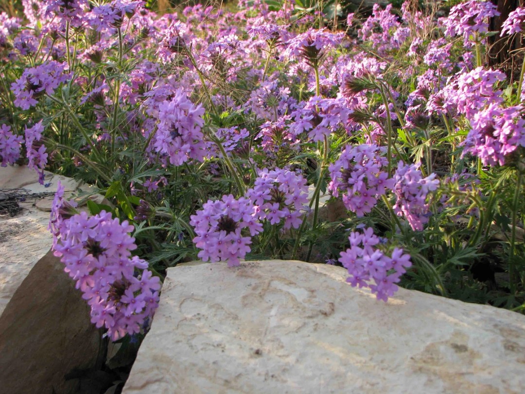 Clamoring over glade stone