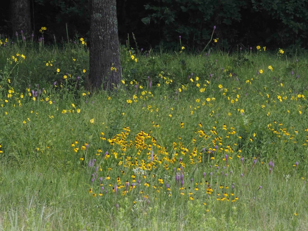 Silphium integrifolium, Eryngium yuccifolium, Liatris pycnostachya