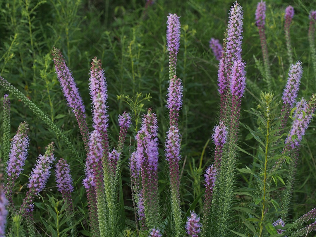 Mass of purple flowers