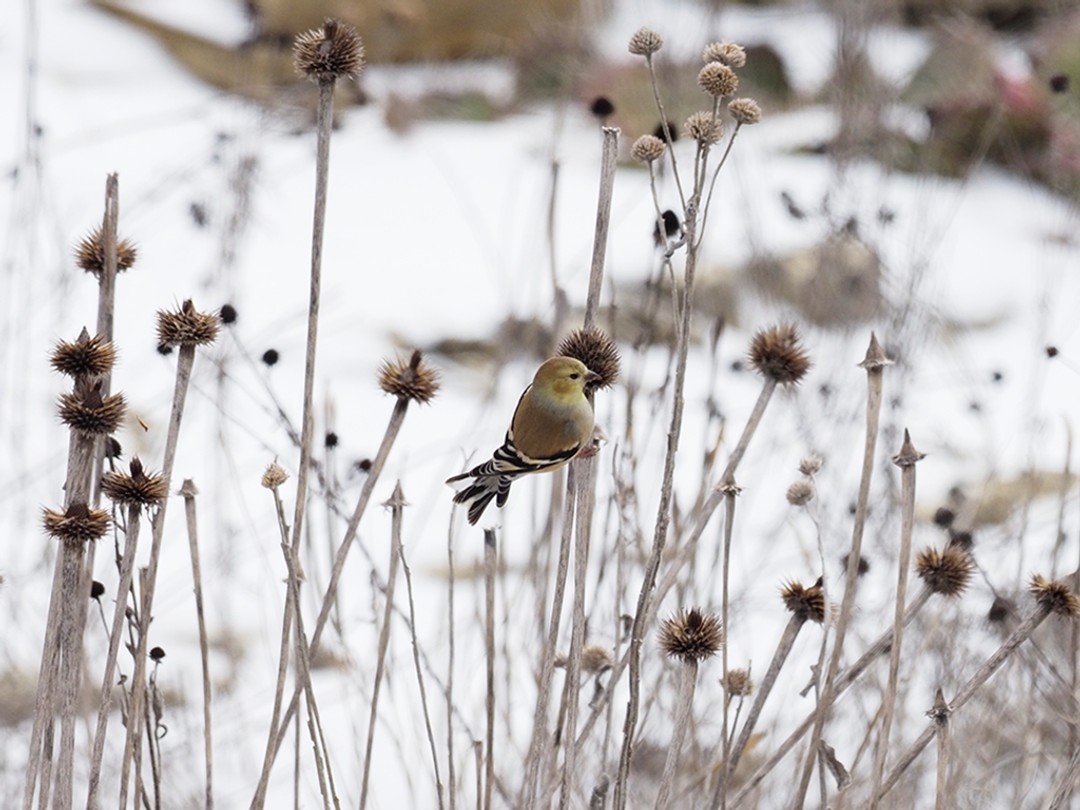 Goldfinch on snowy day