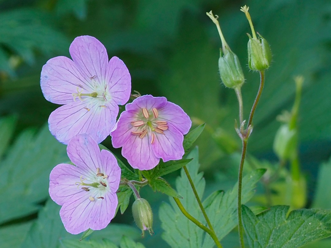 Flowers, buds, style and bracts