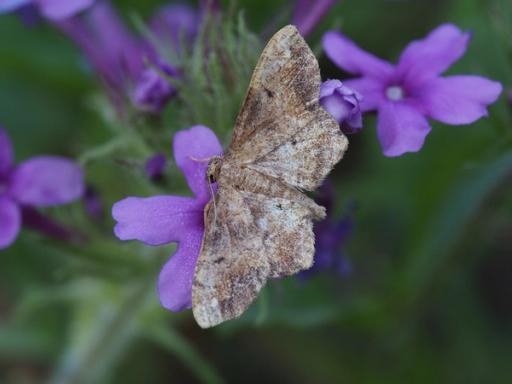 Moth (Genuis Hypagyritis)