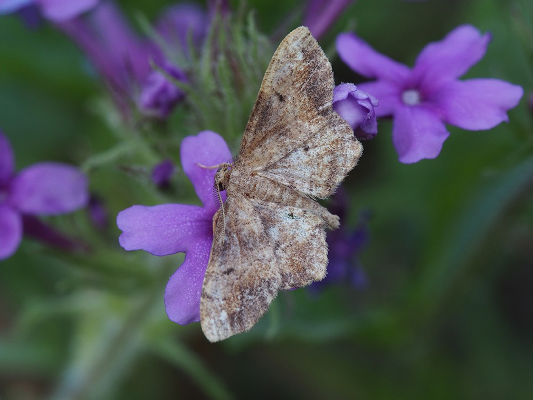 Moth (Genuis Hypagyritis)