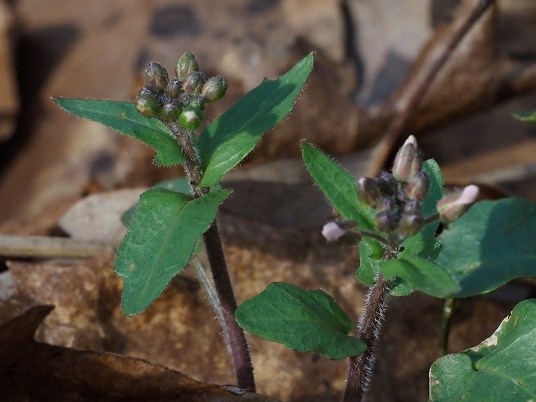 Buds, leaves and stem