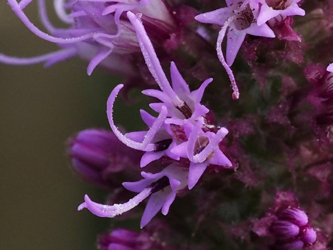 Flower head with 4-5 flowers