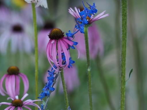 Glade coneflower 