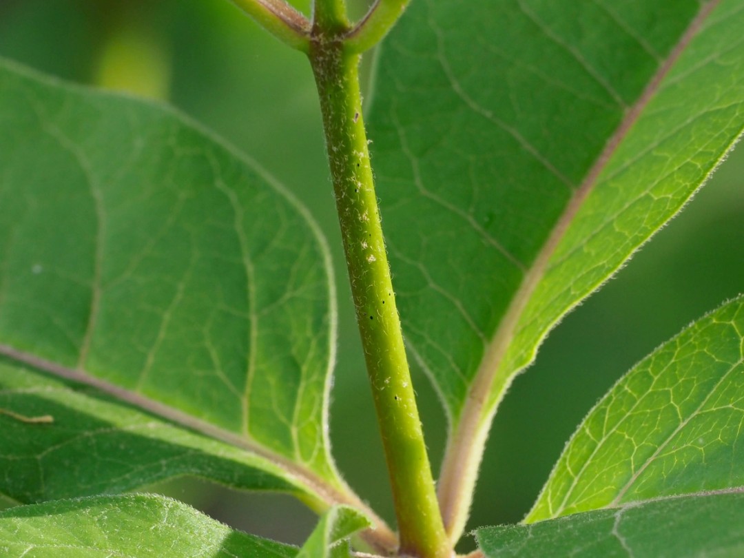 Stem