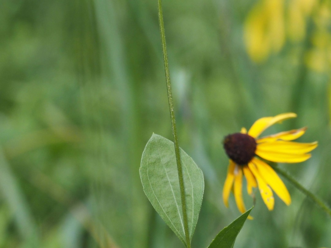 Stem leaf and distal stem