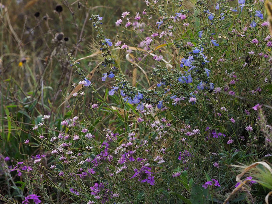 with Palafoxia callosa
