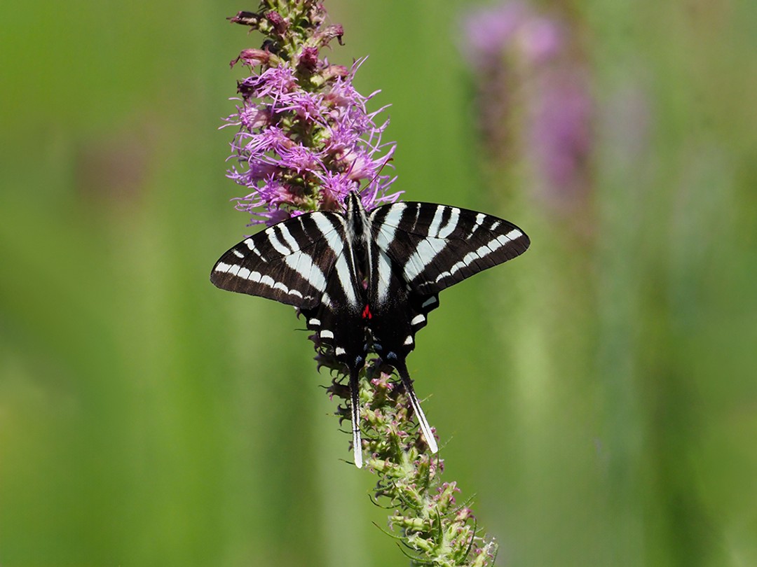 Zebra Swallowtail