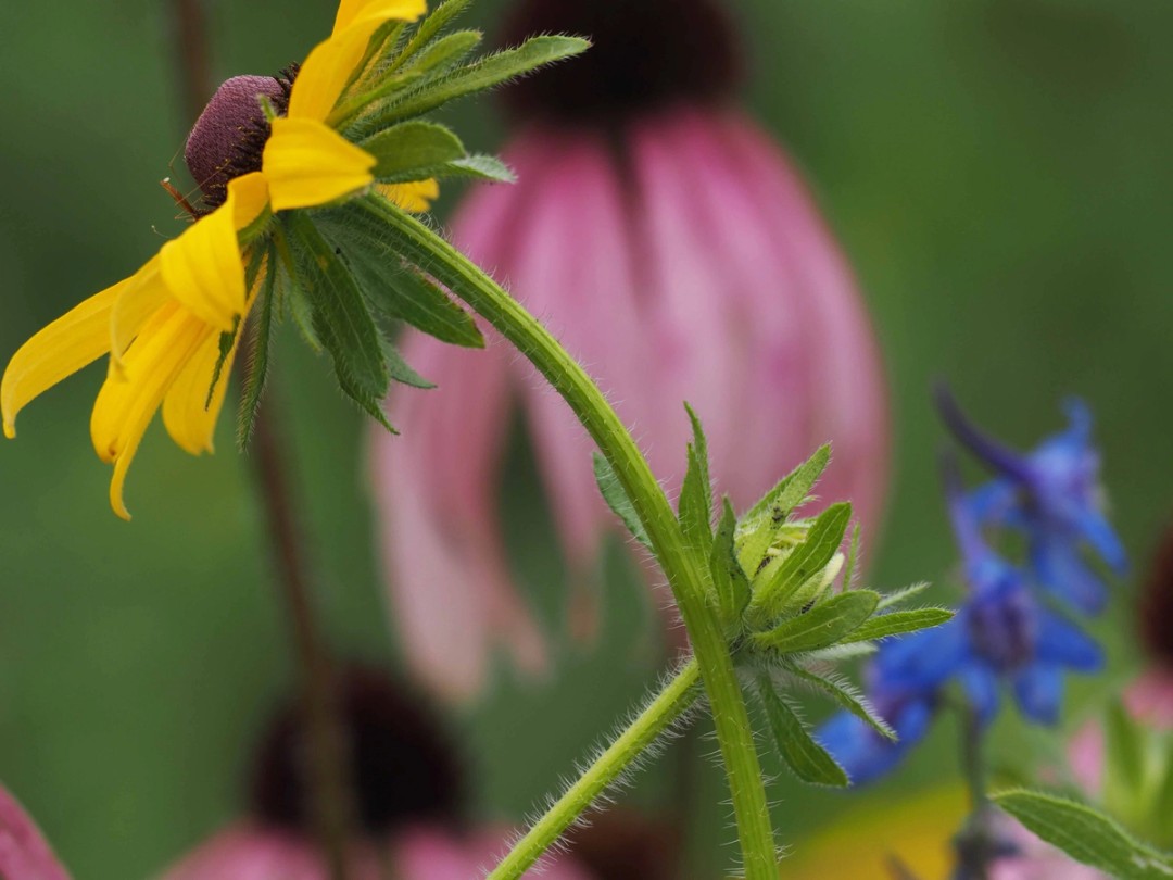 Stem, bracts and flower