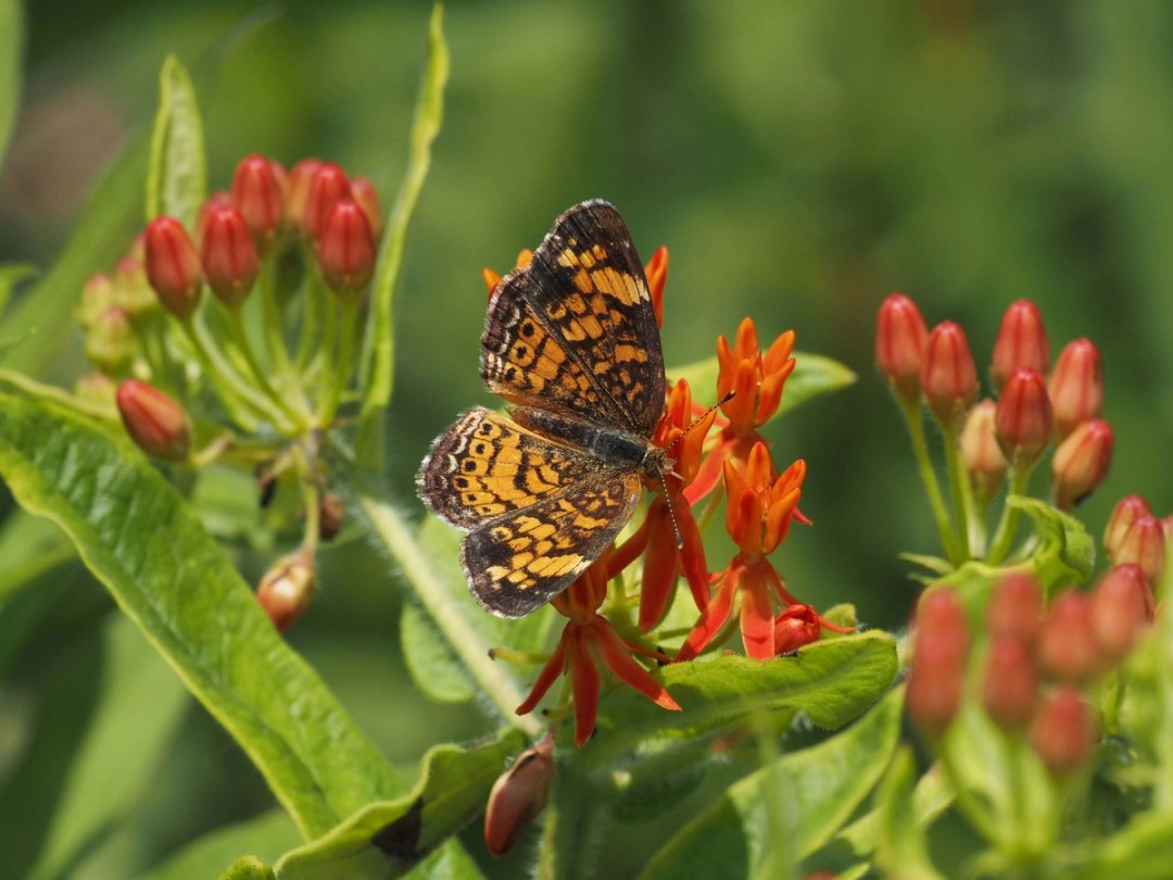 Pearl crescent