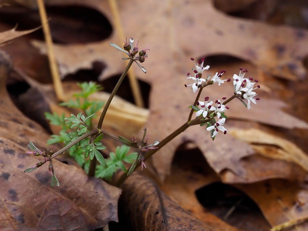 Flowers and fruits