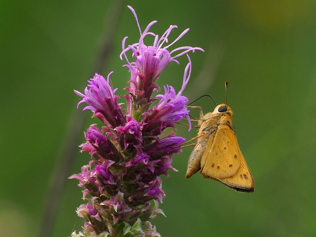 Fiery Skipper