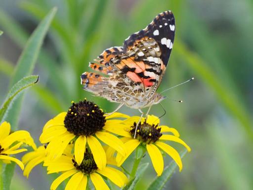 Painted Lady butterfly