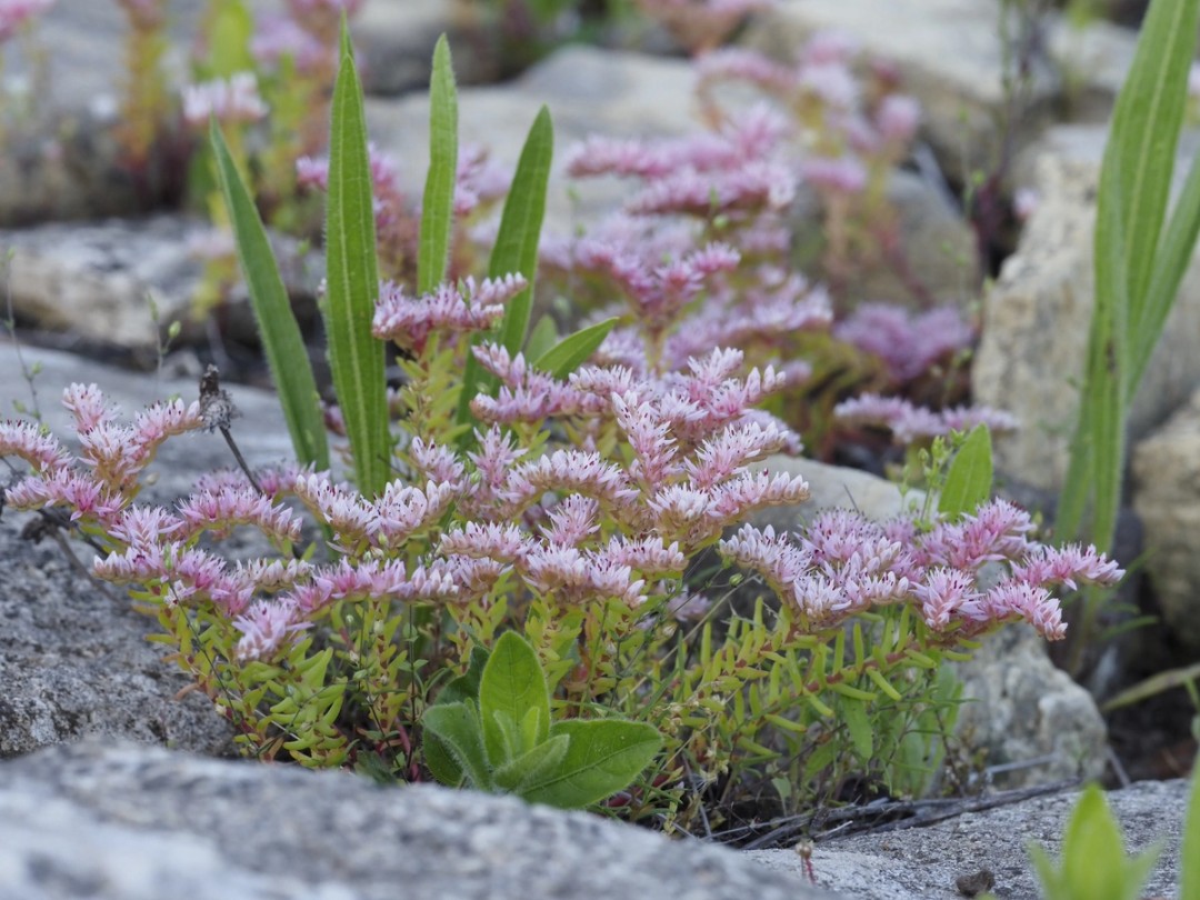 Sedum pulchellum