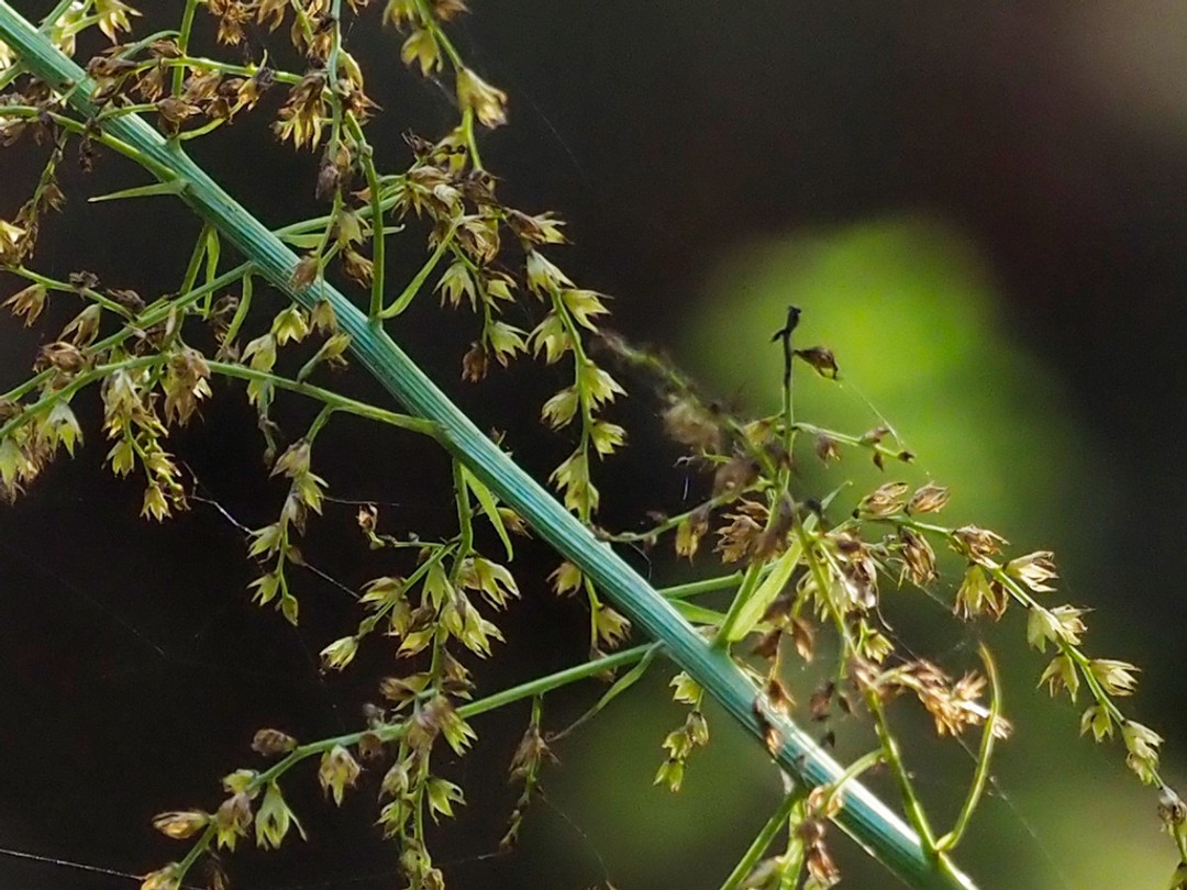 Stem after flowering